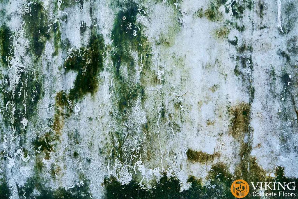 Concrete-wall-with-green-mold