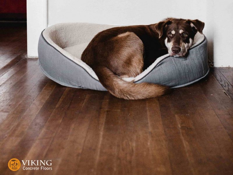 A dog on a pet friendly concrete flooring in & near Prairieville, LA