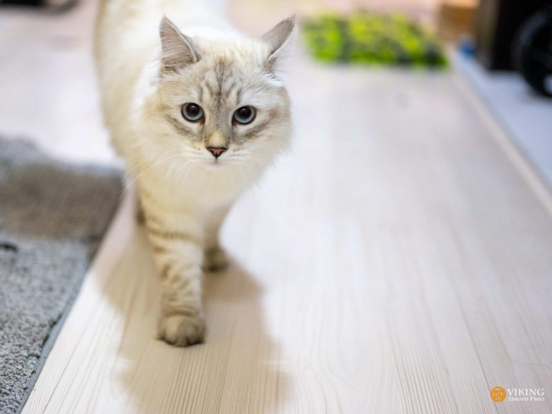 A white cat walking on pet friendly floor in & near Prairieville, LA